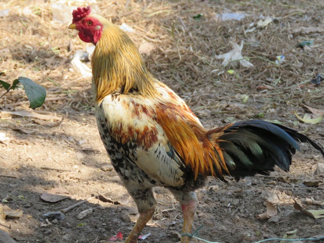 rooster full photo