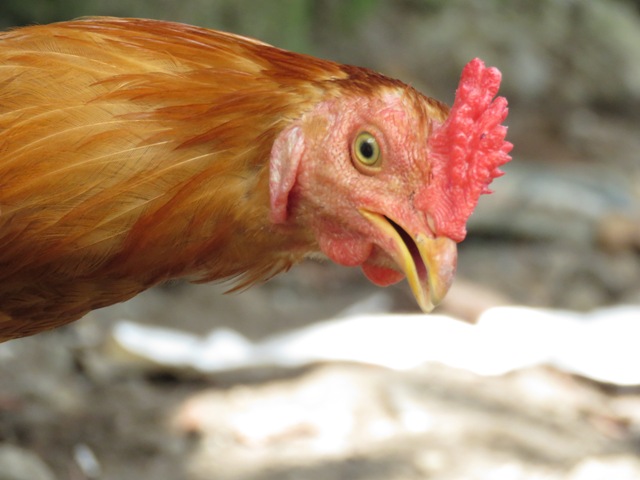 rooster head